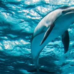 青岛旅游必去十大景点排名(青岛人气景点盘点)(28)