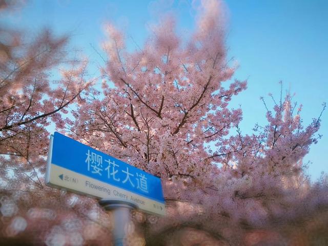 青岛旅游必去十大景点排名(青岛人气景点盘点)(11)