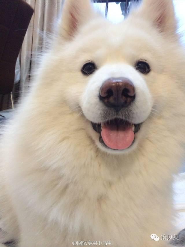 如何评价网红安妮(通过安妮事件业内人士告诉你真实的微博段子手)(1)