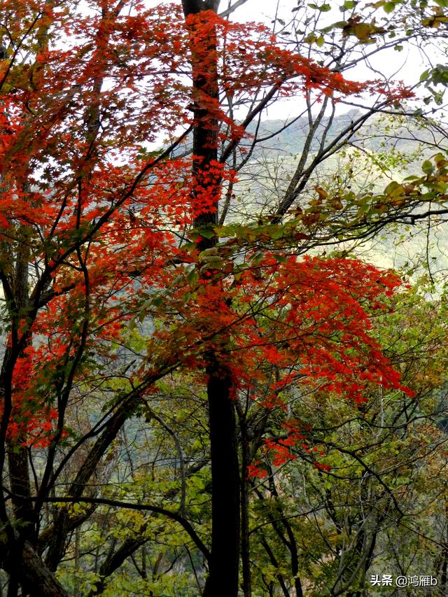 本溪大峡谷一日游攻略(本溪最具挑战的旅游线路)(81)