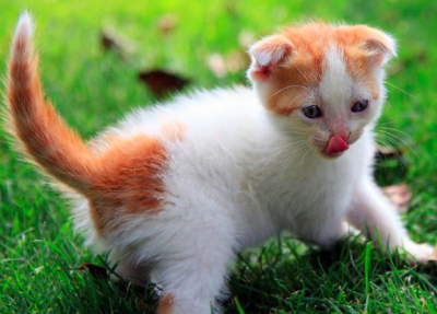 十大最适合新手养的猫,可爱无比喵星人(猫奴必看)