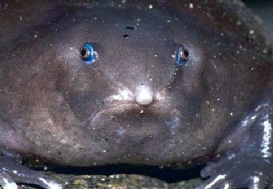 印度最奇葩的青蛙,一张嘴像猪鼻,其祖先存活在恐龙时代!