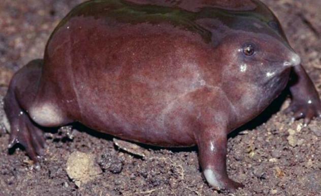 印度最奇葩的青蛙,一张嘴像猪鼻,其祖先存活在恐龙时代!