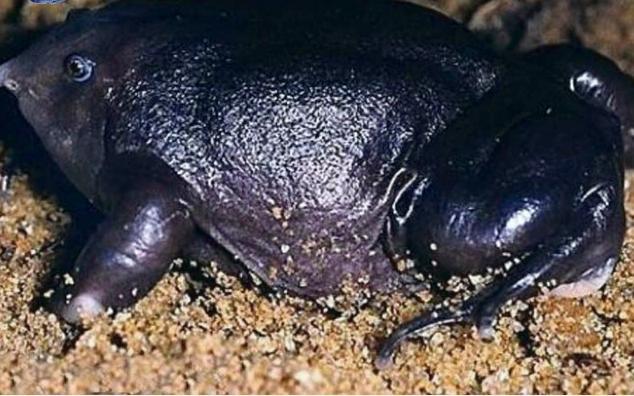 印度最奇葩的青蛙,一张嘴像猪鼻,其祖先存活在恐龙时代!