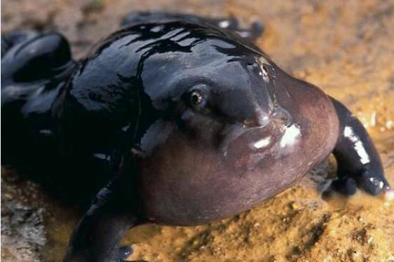 印度最奇葩的青蛙,一张嘴像猪鼻,其祖先存活在恐龙时代!