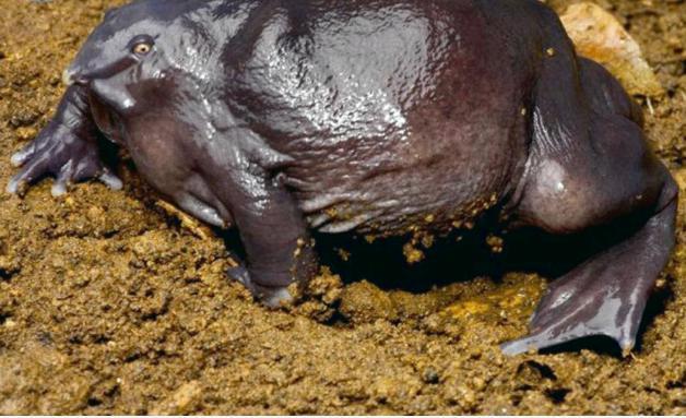 印度最奇葩的青蛙,一张嘴像猪鼻,其祖先存活在恐龙时代!