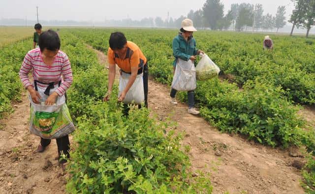 中药金银花产地哪里(金银花产地)