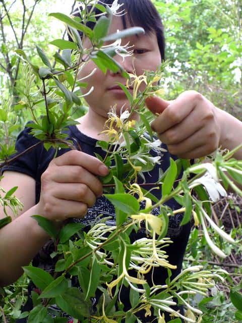 中药金银花产地哪里(金银花产地)