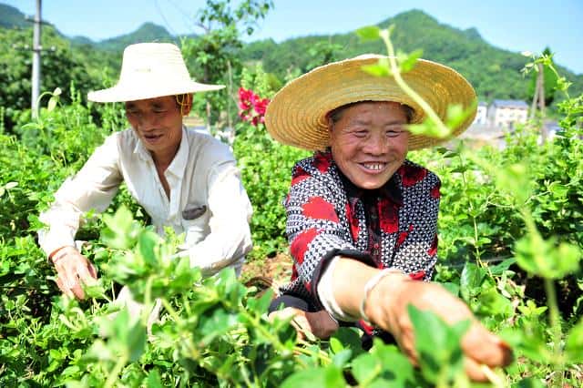 中药金银花产地哪里(金银花产地)