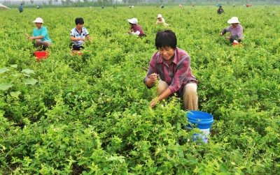 中药金银花产地哪里(金银花产地)