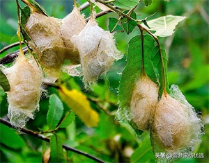 柞蚕丝和蚕丝有什么区别(柞蚕丝和蚕丝被哪个好)