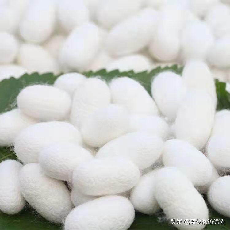 柞蚕丝和蚕丝有什么区别(柞蚕丝和蚕丝被哪个好)