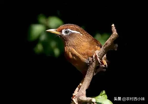 画眉鸟为什么不爱叫(画眉鸟不叫了怎么回事)