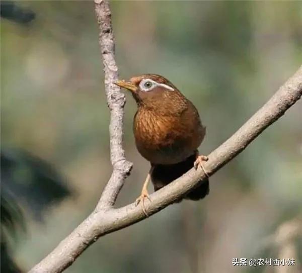 画眉鸟为什么不爱叫(画眉鸟不叫了怎么回事)