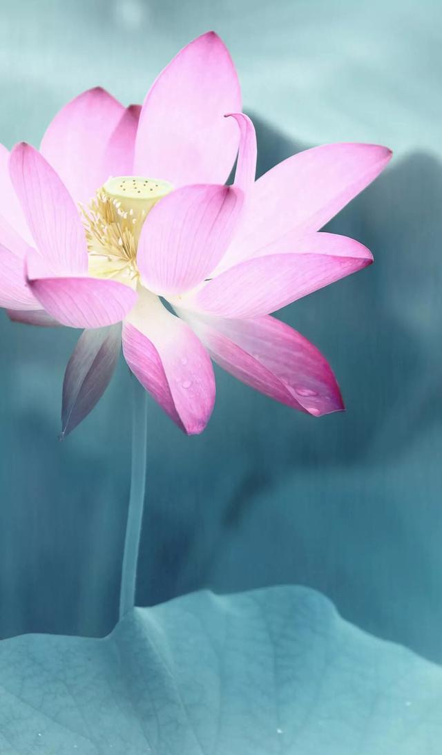 朋友圈封面壁纸，之大话西游，至尊宝 朱茵