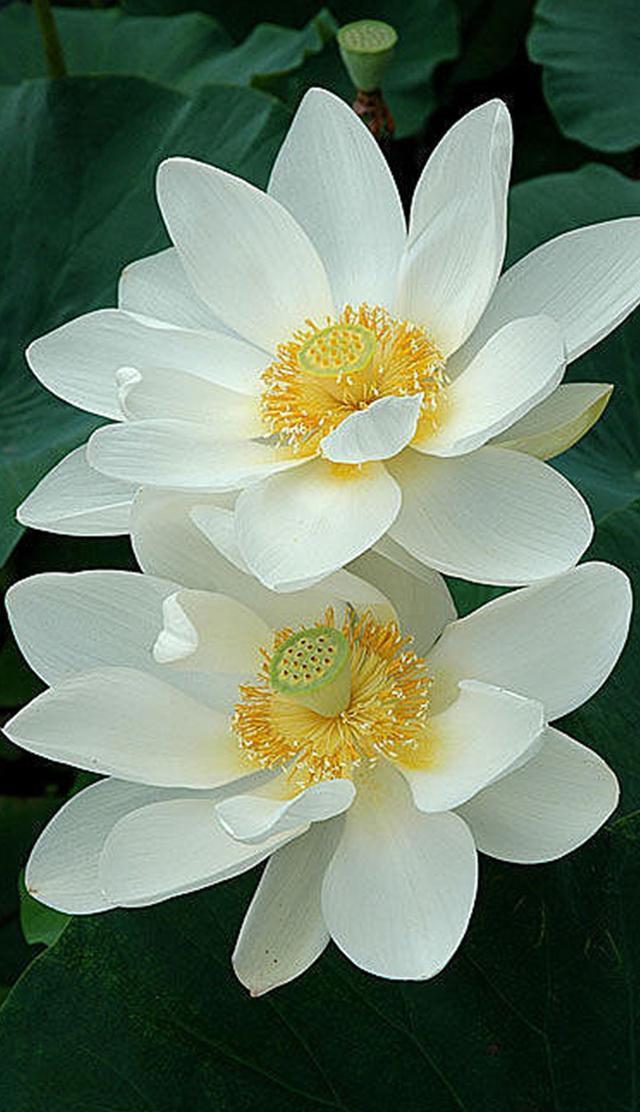 朋友圈封面壁纸，之大话西游，至尊宝 朱茵