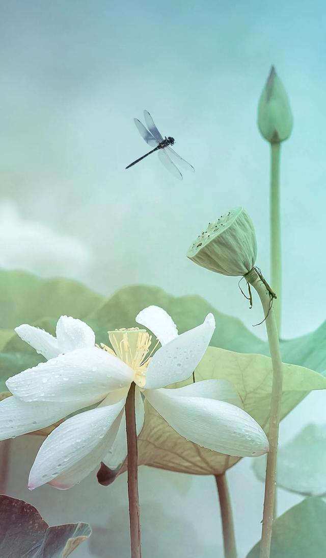 朋友圈封面壁纸，之大话西游，至尊宝 朱茵