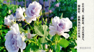 切花月季十大品种(切花月季有哪些好品种)