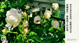 切花月季十大品种(切花月季有哪些好品种)