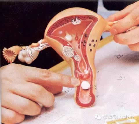 最标准的私处图片 女人私密部位真是图