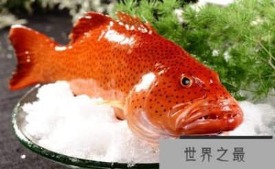 最贵的石斑鱼是什么品种,东星斑最为名贵