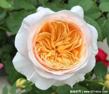 朱丽叶玫瑰多少钱一朵为什么那么贵,价格高达2700万一只