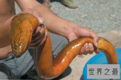 世界上最大的黄鳝,36斤重巨型大黄鳝(已成精)
