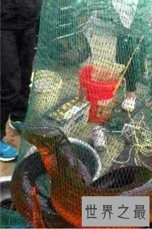 世界上最大的黄鳝,36斤重巨型大黄鳝(已成精)