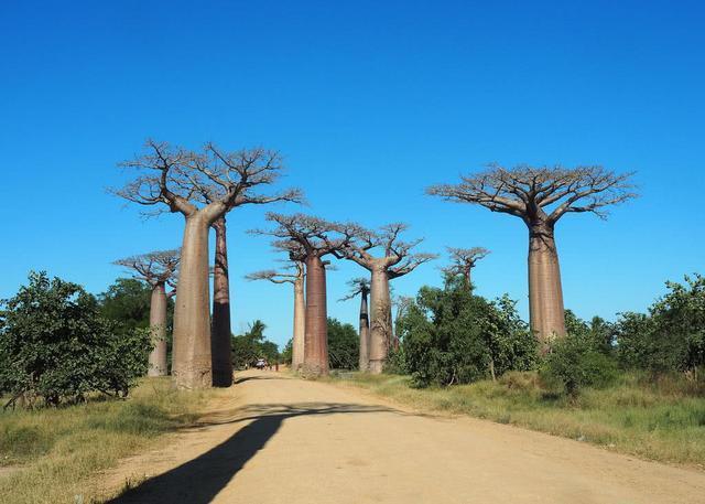 世界上最能蓄水的树,一棵树能存2吨水,是当地人的生存保障