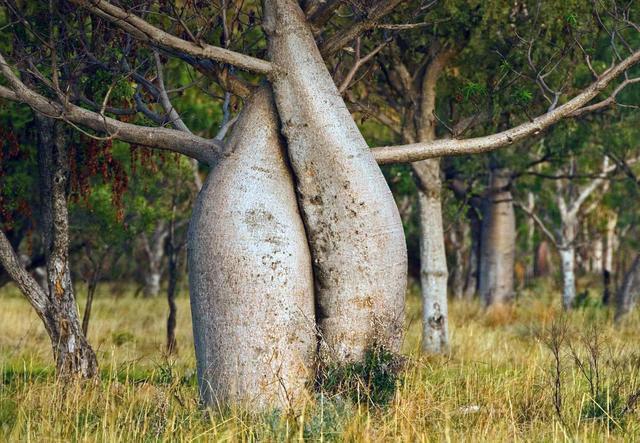 世界上最能蓄水的树,一棵树能存2吨水,是当地人的生存保障