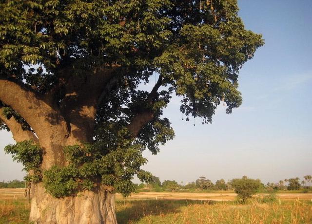 世界上最能蓄水的树,一棵树能存2吨水,是当地人的生存保障