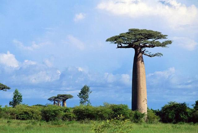 世界上最能蓄水的树,一棵树能存2吨水,是当地人的生存保障