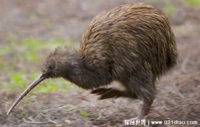 几维鸟是哪个国家的国鸟,新西兰(天生没有翅膀无法飞行的奇鸟)