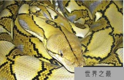 世界上最大的蟒蛇,网纹蟒可长到14.85米长(缠绕能力超强)
