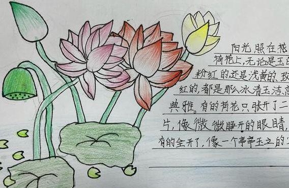 三年级植物记录卡(三年级植物记录卡荷花)