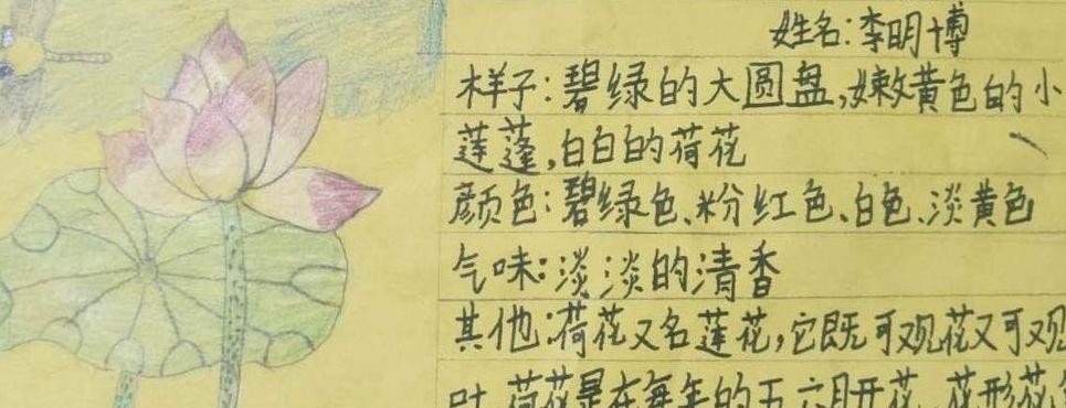 三年级植物记录卡(三年级植物记录卡荷花)