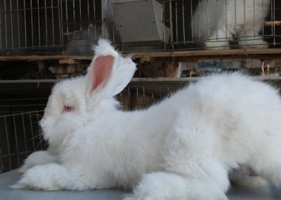 ​贵州遵义长毛兔养殖（危机里寻求新机遇）