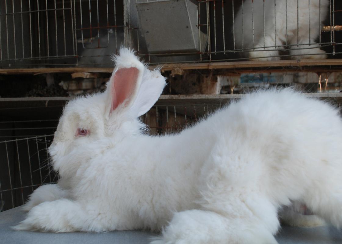 贵州遵义长毛兔养殖(危机里寻求新机遇)