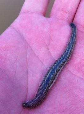 水笕是什么意思(水笕是什么意思解释一下)