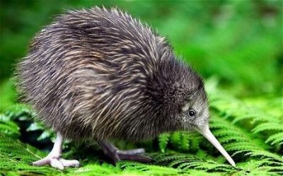 几维鸟(英文名:kiwi)失去了翅膀赢得了世界