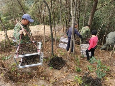诏安秀篆:公石松喜迎大丰收,拓宽群众增收路