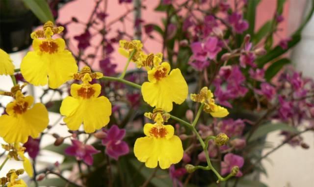 佛山旅游必去的4个景点有哪些呢（佛山这56个景点你去过几个）(34)