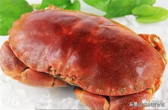 海鲜种类有哪些最好吃的是哪种(市场常见的102种海鲜)(13)