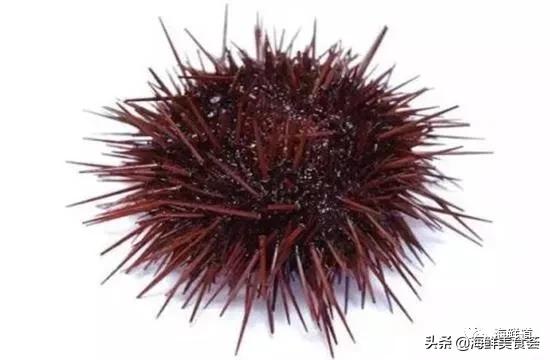 海鲜种类有哪些最好吃的是哪种(市场常见的102种海鲜)(44)