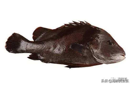 海鲜种类有哪些最好吃的是哪种(市场常见的102种海鲜)(35)