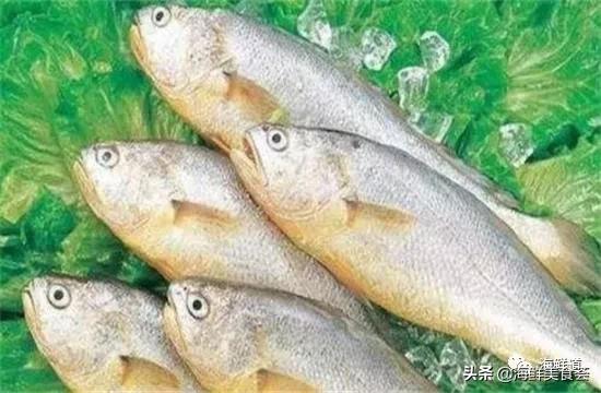 海鲜种类有哪些最好吃的是哪种(市场常见的102种海鲜)(50)