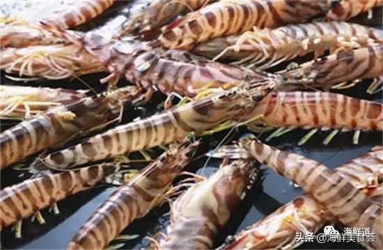 海鲜种类有哪些最好吃的是哪种(市场常见的102种海鲜)(79)