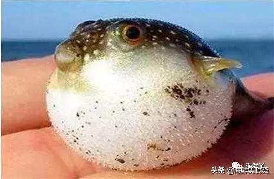 海鲜种类有哪些最好吃的是哪种(市场常见的102种海鲜)(69)