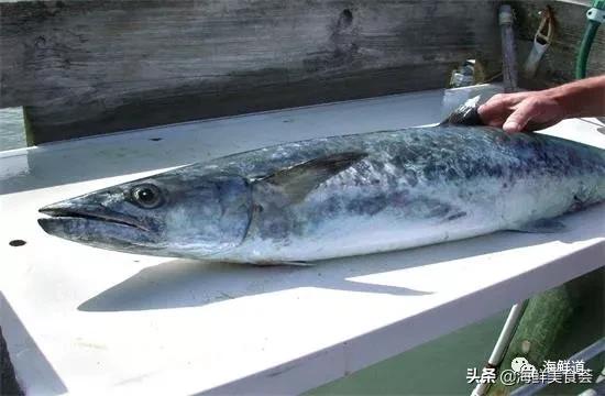 海鲜种类有哪些最好吃的是哪种(市场常见的102种海鲜)(26)