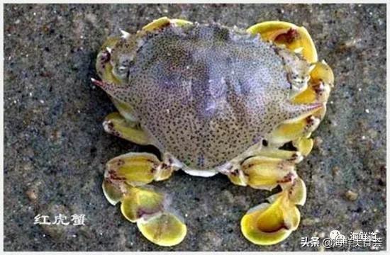 海鲜种类有哪些最好吃的是哪种(市场常见的102种海鲜)(75)